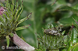 Tephritis conyzifoliae (Bohrfliege)