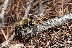 Foto: Gebänderte Pelzbiene (Anthophora aestivalis)