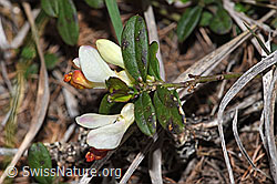 F242147: Buchsblättrige Kreuzblume (Polygala Chamaebuxus)
