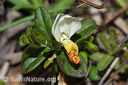 F242148: Buchsblättrige Kreuzblume (Polygala Chamaebuxus)
