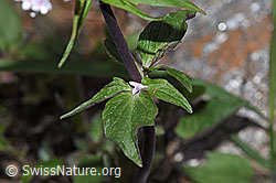 Foto: Dreiblatt-Baldrian (Valerina tripteris)