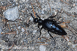 Violetter Ölkäfer (Meloe violaceus) (26.05.2023, F242169)
