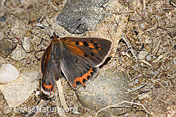 Kleiner Feuerfalter (Lycaena phlaeas) (F253143)