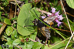 Nowickia ferox (Raupenfliege) (F253146)