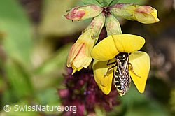 F253150: Gewöhnliche Goldfurchenbiene (Halictus tumulorum) auf Gewöhnlichem Hornklee (Lotus corniculatus)