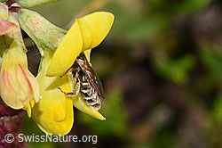 F253152: Gewöhnliche Goldfurchenbiene (Halictus tumulorum) auf Gewöhnlichem Hornklee (Lotus corniculatus)