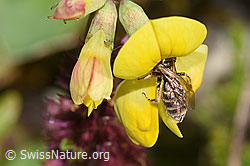 F253153: Gewöhnliche Goldfurchenbiene (Halictus tumulorum) auf Gewöhnlichem Hornklee (Lotus corniculatus)