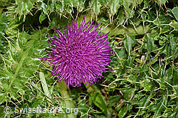 Cirsium acaule (F253156)