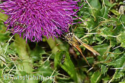 Braunkolbiger Braundickkopffalter (Thymelicus sylvestris) an Stängelloser Kratzdistel (Cirsium acaule) (F253157)