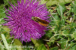 Braunkolbiger Braundickkopffalter (Thymelicus sylvestris) an Stängelloser Kratzdistel (Cirsium acaule) (F253158)