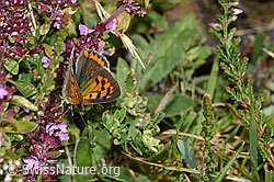 Kleiner Feuerfalter (Lycaena phlaeas) auf Arznei-Thymian (Thymus pulegioides) (F253161)
