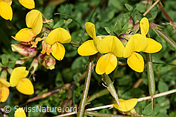 F253162: Gewöhnlicher Hornklee (Lotus corniculatus)