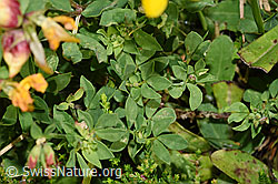 F253163: Gewöhnlicher Hornklee (Lotus corniculatus)