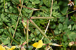 F253164: Gewöhnlicher Hornklee (Lotus corniculatus)