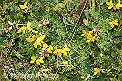 F253165: Gewöhnlicher Hornklee (Lotus corniculatus)