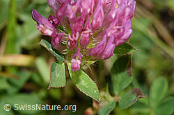 F253169: Rot-Klee (Trifolium pratense)