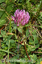 F253171: Rot-Klee (Trifolium pratense)