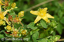 F253175: Geflecktes Johanniskraut (Hypericum maculatum)
