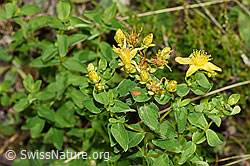 F253176: Geflecktes Johanniskraut (Hypericum maculatum)