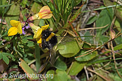 F253188: Hellgelbe Erdhummel (Bombus lucorum) auf Gewöhnlichem Hornklee (Lotus corniculatus)