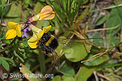 F253189: Hellgelbe Erdhummel (Bombus lucorum) auf Gewöhnlichem Hornklee (Lotus corniculatus)