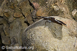 Grosser Schillerfalter (Apatura iris) (F253205)