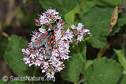 Brombeer-Perlmuttfalter (Brenthis daphne) auf Echtem Dost (Origanum vulgare)