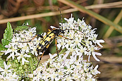 Gefleckter Schmalbock (Rutpela maculata) an Fuchs