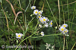 F253211: Einjähriges Berufkraut (Erigeron annuus)