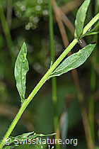 F253212: Einjähriges Berufkraut (Erigeron annuus)