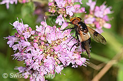 Brombeer-Perlmuttfalter (Brenthis daphne) auf Echtem Dost (Origanum vulgare)