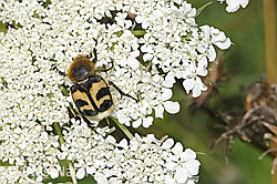 Wilde Möhre (Daucus carota ssp. carota)