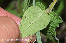 F253235: Echter Dost (Origanum vulgare)