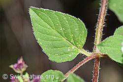 F253236: Echter Dost (Origanum vulgare)