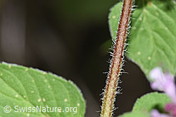 F253237: Echter Dost (Origanum vulgare)
