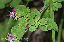 F253239: Echter Dost (Origanum vulgare)