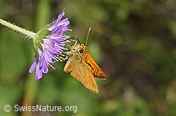 Rostfarbener Dickkopffalter (Ochlodes venatus)