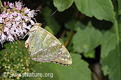 F253249: Kaisermantel (Argynnis paphia) auf Echtem Dost (Origanum vulgare)