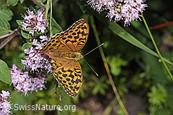 F253253: Kaisermantel (Argynnis paphia) auf Echtem Dost (Origanum vulgare)