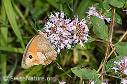 F253256: Grosses Ochsenauge (Maniola jurtina) auf Echtem Dost (Origanum vulgare)