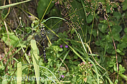 Gestreifte Quelljungfer (Cordulegaster bidentata) (F253267)