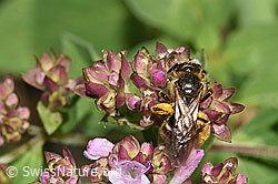 Weissbinden-Schmalbiene (Lasioglossum leucozonium) auf Echtem Dost (Origanum vulgare) (F253298)