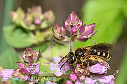 Weissbinden-Schmalbiene (Lasioglossum leucozonium) auf Echtem Dost (Origanum vulgare) (F253302)