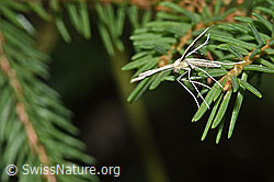 F253304: Merrifieldia leucodactyla (Federmotte)