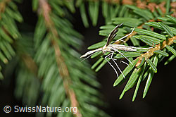 F253305: Merrifieldia leucodactyla (Federmotte)