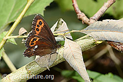 Weissbindiger Mohrenfalter (Erebia ligea) (23.07.2023, F253314)