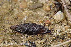 F259453: Scharfgerippte Schliessmundschnecke (Clausilia cruciata)