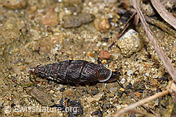 F259456: Scharfgerippte Schliessmundschnecke (Clausilia cruciata)
