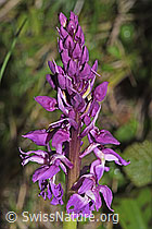 F265454: Männliches Knabenkraut (Orchis mascula)