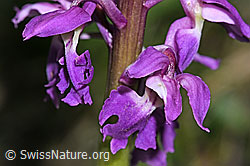 F265455: Männliches Knabenkraut (Orchis mascula)